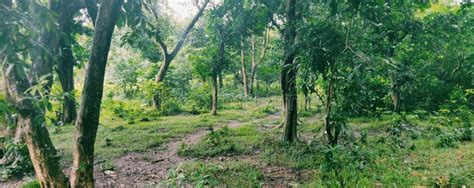 Forest In Assam Stock Image Image Of Vegetation Kaziranga 200096067