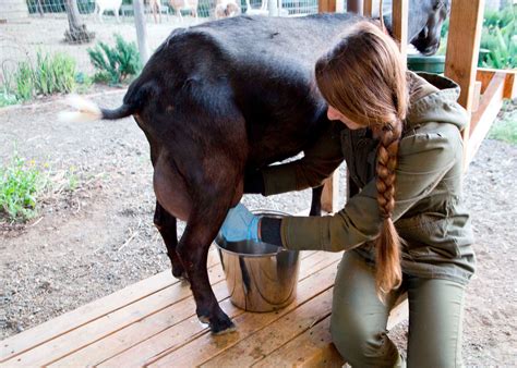 Learn To Milk A Goat Homesteader Depothomesteader Depot