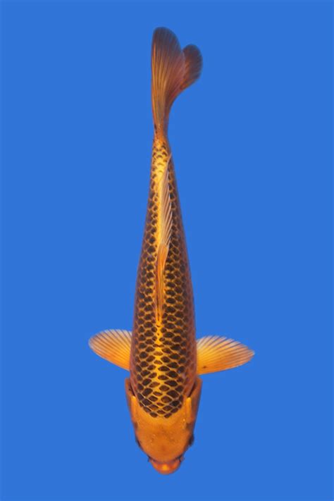 Matsuba - Grand Koi, LLC
