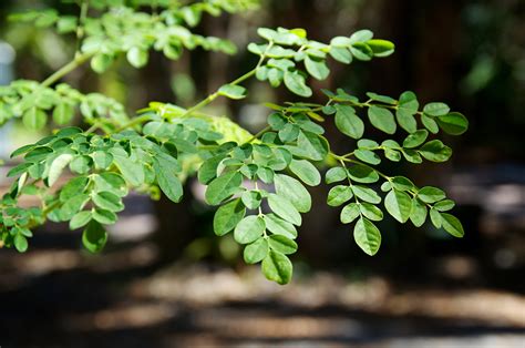 Where to buy moringa supplements. Moringa is the newest superfood you should definitely know ...