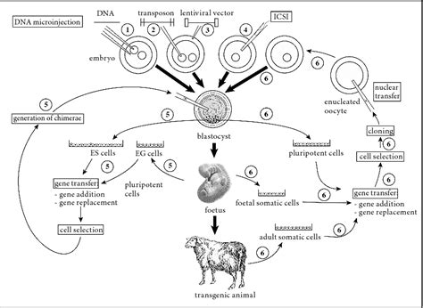 There are two predominate reasons for producing transgenic animals: ANIMAL TRANSGENESIS AND CLONING LOUIS-MARIE HOUDEBINE PDF