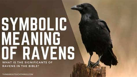 Ravens In The Bible Symbolism References And Meaning Think About