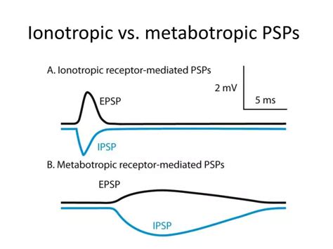 Ppt Ionotropic Vs Metabotropic Psps Powerpoint Presentation Free Download Id 4747605