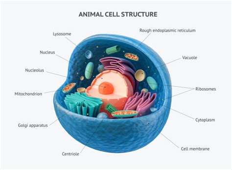 Vacuole In Animal Cell And Plant Cell