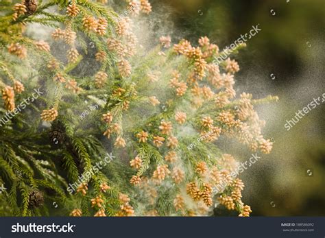Pollen Trees Images Stock Photos And Vectors Shutterstock