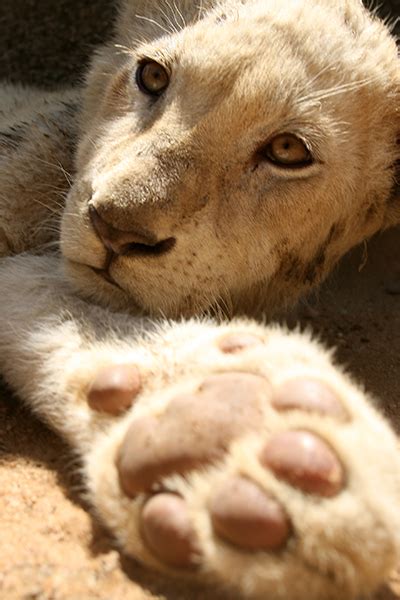 White Lion Paw South Africa Lions Park Photografrica