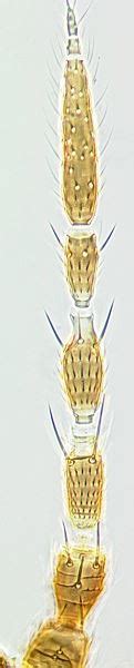 Factsheet Pezothrips Kellyanus