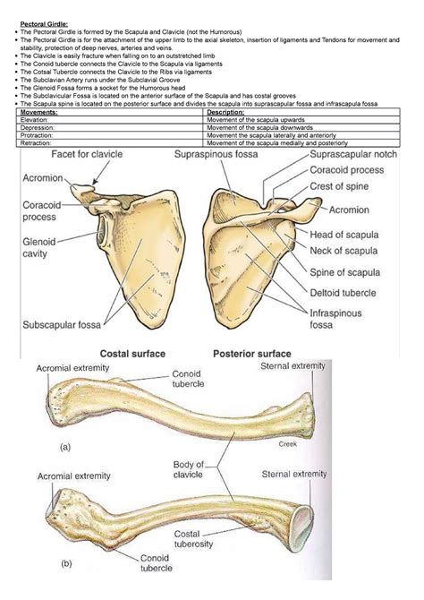 Clavicle Conoid Tubercle