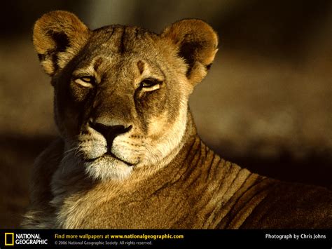 誇らしげなアフリカライオンのメス ナショナル ジオグラフィック日本版サイト