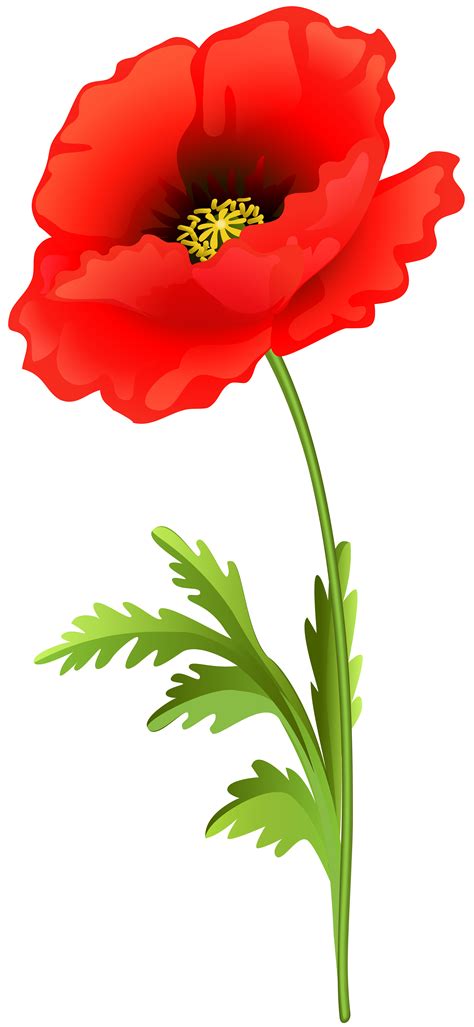 Poppy Flower Pictures Clipart 10 Free Cliparts Download Images On