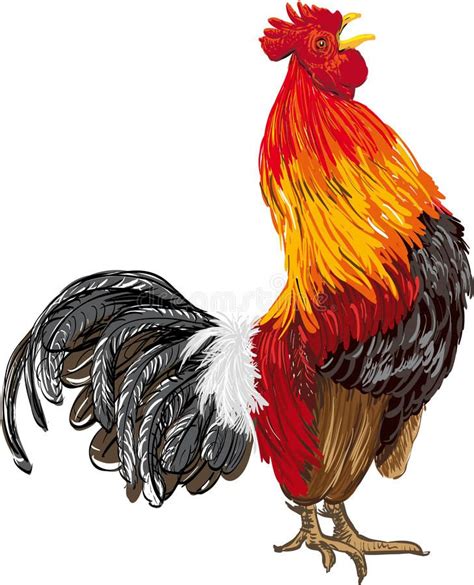 Rooster Hand Drawing Vector Illustration Rooster Rooster