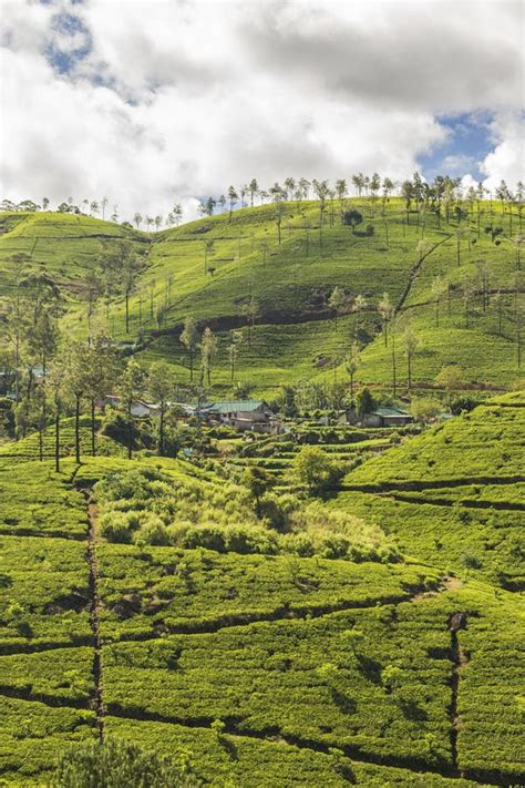 Tea Plantation Near Nuwara Eliya Sri Lanka Stock Photo Image Of Grow
