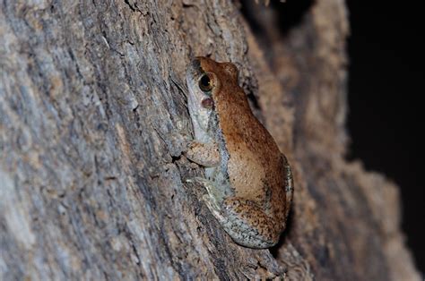Desert Tree Frog Litoria Rubella