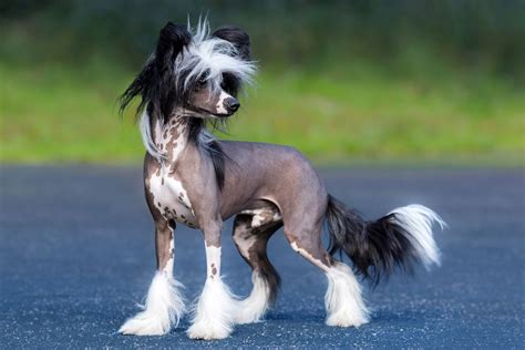 6 Hairless Dog Breeds That Prove Bald Is Beautiful Daily Paws
