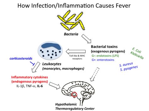 The antithrombotic action of aspirin has long been recognized. how_nsaids_work TUSOM 