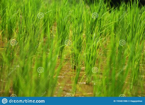 Close Up Of Rice Plants In Water Stock Photo Image Of Natural Field