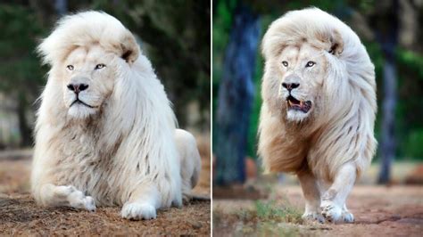 Wildlife Photographer Immortalizes The Majestic Beauty Of A White Lion