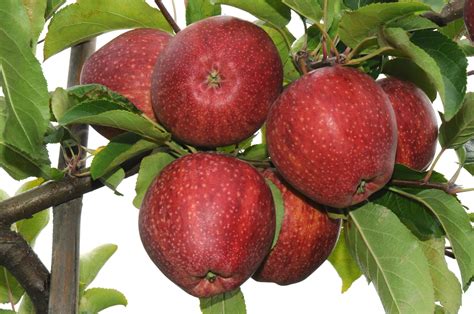 wapa presents annual southern hemisphere apple and pear crop forecast eurofresh distribution