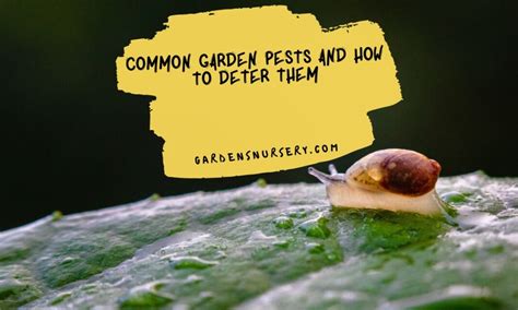 Common Garden Pests And How To Deter Them GARDENS NURSERY
