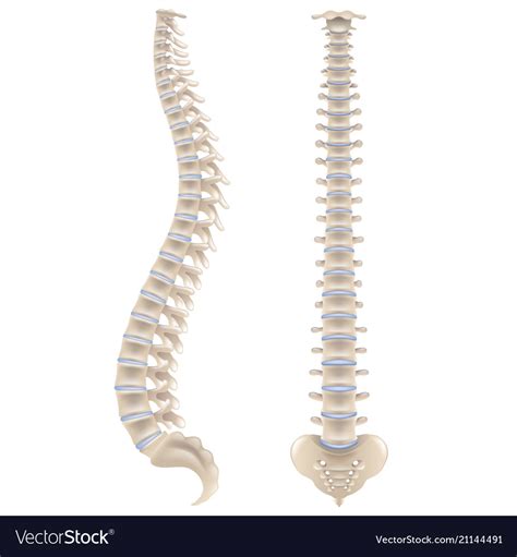 Copyright (c) back bones all rights reserved. Spine bones isolated on white Royalty Free Vector Image