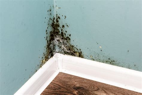 How To Tell If You Have Mold In Your Home Or Office Jasd