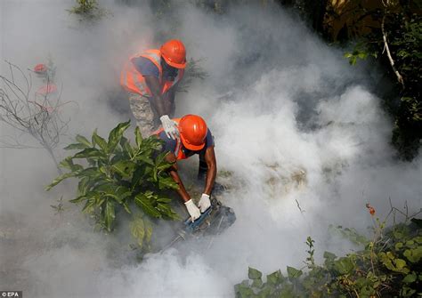 Brazil Prepares For Carnival While Fumigators Across Latin America Grapple With Zika Virus
