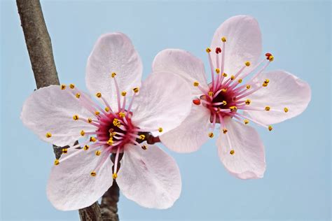 Flowers Significado De La Flor De Cerezo Sakura