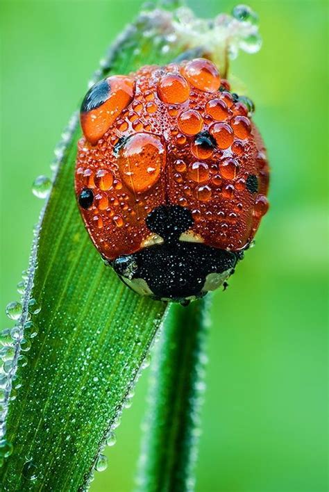 Dew Bath By Ali Rezaeian On 500px Beautiful Bugs Ladybug Ladybird