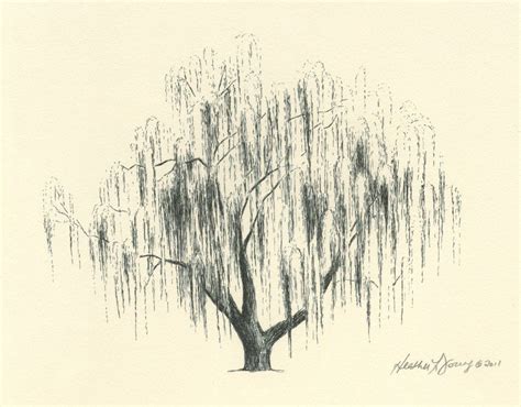 Weeping Willow Tree Pencil Drawings Drawing Arts