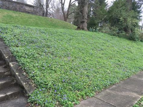 See more ideas about hillside landscaping, ground cover, ground cover plants. From the Ground Up - Choosing the Right Ground Cover for Shade