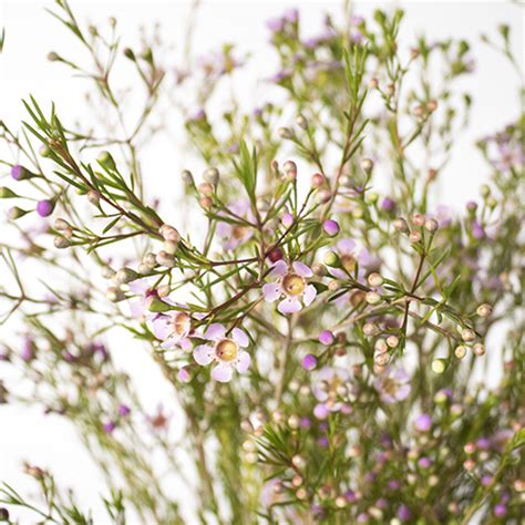 Lavender Bulk Wax Flower Dec To May