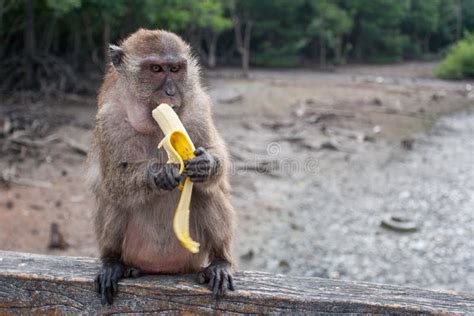 Funny Monkey Eating A Banana Stock Image Image Of Brown Asia 73419385