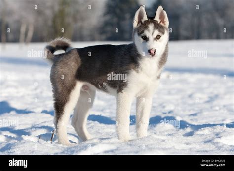 Siberian Husky Puppy Stock Photo Alamy