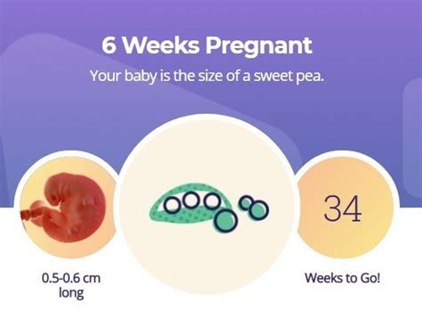 6 Weeks Pregnant What To Expect