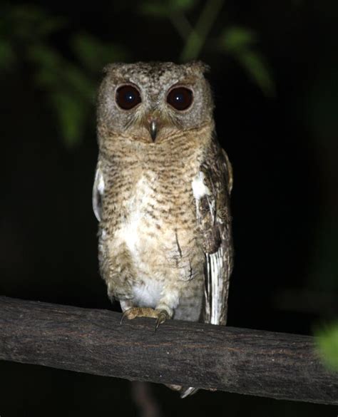 Indian Scops Owl Otus Bakkamoena Perched On A Tree Branch In The Dead