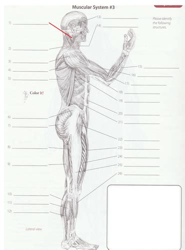Muscular System Lateral View Pg 18 Flashcards Quizlet