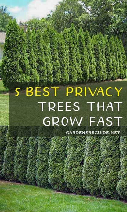 5 Best Trees For Privacy That Grow Fast Privacy Trees Backyard Best