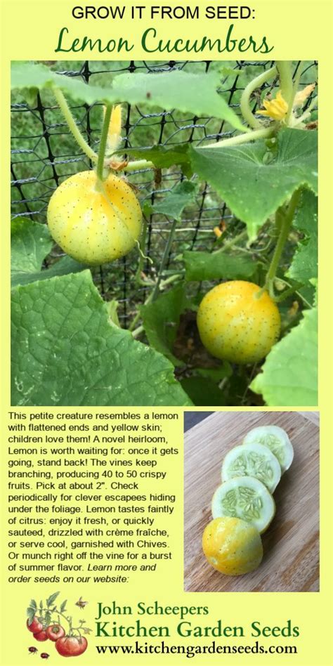Grow Something Different In Your Vegetable Garden This Season Lemon