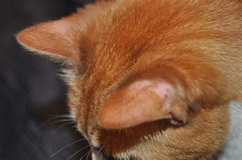 Cats have specific hormones that are responsible for the cat's hair growth and they may also be the reason why the cats lose hair. Pet Sitter Product Review: Grizzly Salmon Oil (Omega 3 ...