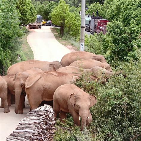 A Herd Of Wild Elephants Wandering Across China Captivates Millions Wsj