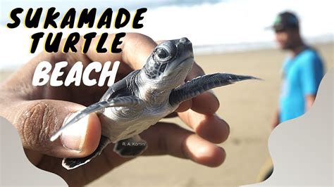 Sukamade Turtle Beach Youtube