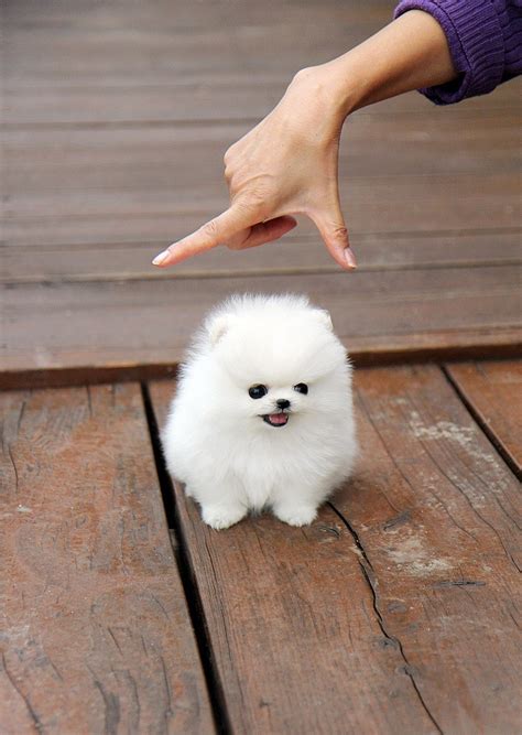 Snowball With Feet Cute Animals Cute Dogs Cute Little Puppies