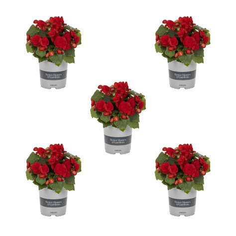 Better Homes And Gardens 1 Quart Red Begonia Annual Live Plants 5 Count