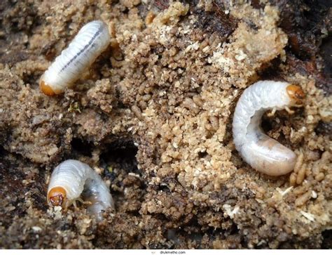 What Do Baby Grub Worms Look Like Answered By Drukmetho