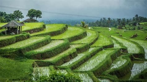 The Most Beautiful Rice Fields In Bali