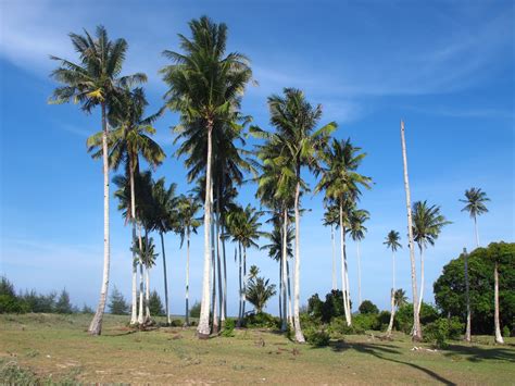 We did not find results for: ini cerita kita: Pokok kelapa