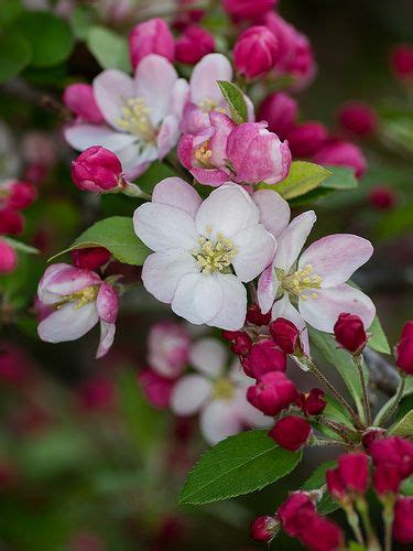 110 Apple Blossoms Ideas In 2021 Apple Blossom Blossom Beautiful