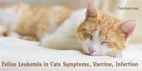 Feline Leukemia In Cats Symptoms Vaccine Infection Catsfud