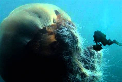 Lions Mane Jellyfish Is The Biggest Jellyfish In The World