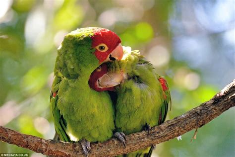 True Lovebirds Feathered Friends Enjoy A Quick Nuzzle In South African